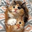 Thumbnail photo of DaisyJane & Sandman #1