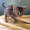 Thumbnail photo of Biscuit #1