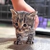Thumbnail photo of Croissant #2