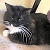 Thumbnail photo of Checkers #2