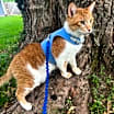 Thumbnail photo of Carrotito (in foster) #1