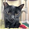 Thumbnail photo of Endora #4