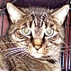 Thumbnail photo of Calliope [PF] #1