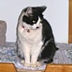 Thumbnail photo of Roxie #1