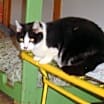 Thumbnail photo of Roxie #2