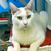 Thumbnail photo of Oliver #2