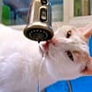 Thumbnail photo of Oliver #3