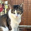 Thumbnail photo of Nina [Permanent Foster] #1