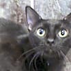 Thumbnail photo of Heather - Barn Cat #1