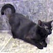 Thumbnail photo of Heather - Barn Cat #2