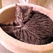 Thumbnail photo of Charlotte #4