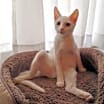 Thumbnail photo of Ellie Mae #2