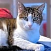 Thumbnail photo of Nina [Permanent Foster] #4