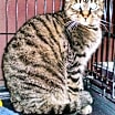 Thumbnail photo of Calliope [PF] #2