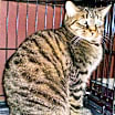 Thumbnail photo of Calliope [PF] #4