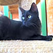 Thumbnail photo of Solomon #2