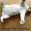 Thumbnail photo of FOSTER / ADOPT Purry LOVE BUGS #1