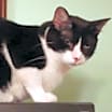 Thumbnail photo of Cain #2