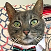 Thumbnail photo of ERNEST/ single cat home #3