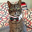 Thumbnail photo of ERNEST/ single cat home #1