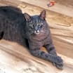 Thumbnail photo of ERNEST/ single cat home #2