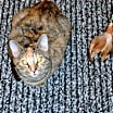 Thumbnail photo of Basil #2