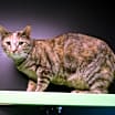 Thumbnail photo of Basil #3
