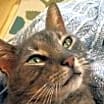 Thumbnail photo of ERNEST/ single cat home #4