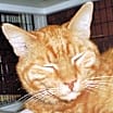 Thumbnail photo of Samee [Permanent Foster] #4
