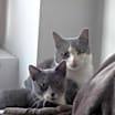 Thumbnail photo of FOSTER / ADOPT Purry LOVE BUGS #3