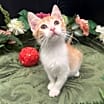Thumbnail photo of ADOPTION-Read First #2