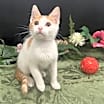 Thumbnail photo of ADOPTION-Read First #3