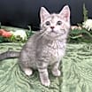 Thumbnail photo of ADOPTION-Read First #4