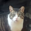 Thumbnail photo of FOSTER / ADOPT Purry LOVE BUGS #2