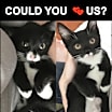 Thumbnail photo of FOSTER / ADOPT Purry LOVE BUGS #4