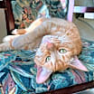 Thumbnail photo of Jazzy #1