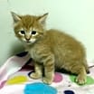 Thumbnail photo of Peach #4