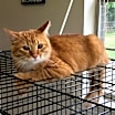 Thumbnail photo of Peach #2