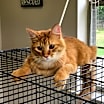 Thumbnail photo of Peach #3