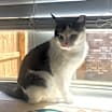 Thumbnail photo of Kitty #1