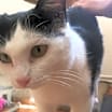 Thumbnail photo of Kitty #2