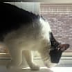 Thumbnail photo of Kitty #3
