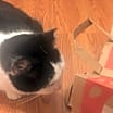 Thumbnail photo of Kitty #4