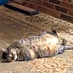 Thumbnail photo of Abby #2