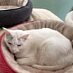 Thumbnail photo of Arden #2