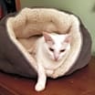Thumbnail photo of Arden #3
