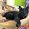 Thumbnail photo of Angelo #1