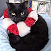 Thumbnail photo of Collette #1