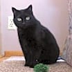 Thumbnail photo of Collette #4