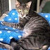 Thumbnail photo of LYLE #1